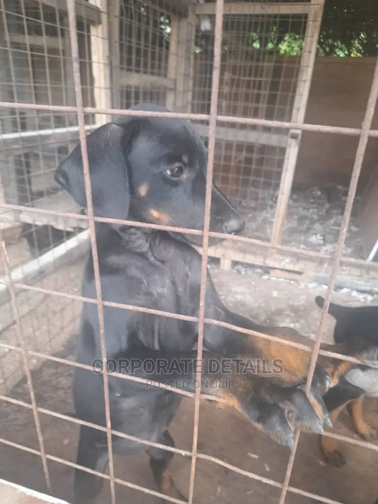 1-3 months Male Purebred Doberman Pinscher