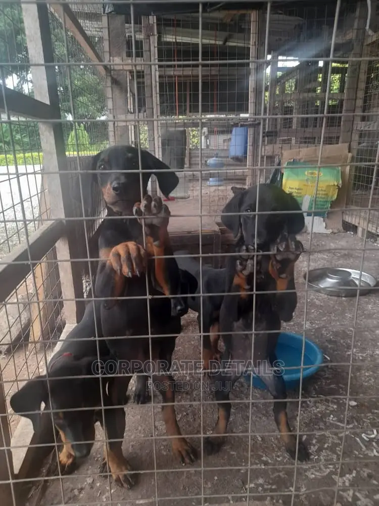 1-3 months Female Purebred Doberman Pinscher