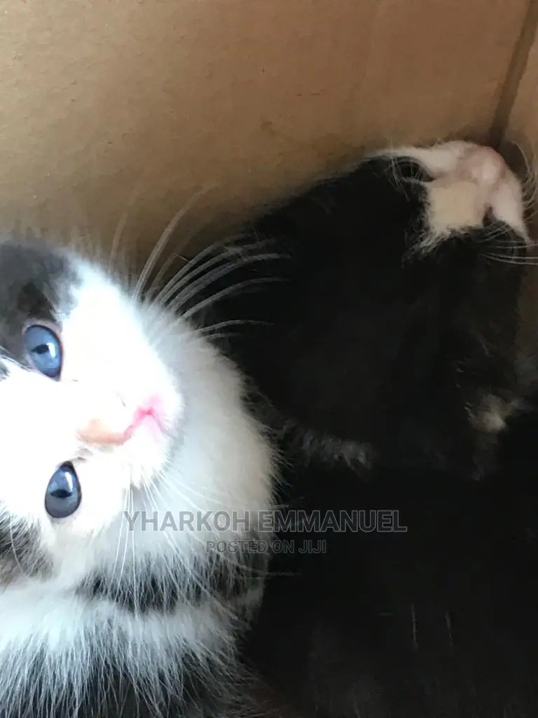 1-3 Months Male Mixed Breed American Shorthair