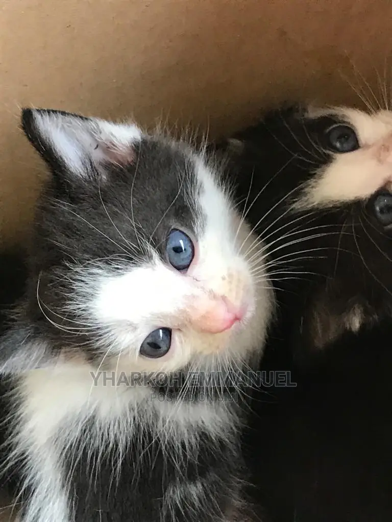 1-3 Months Male Mixed Breed American Shorthair