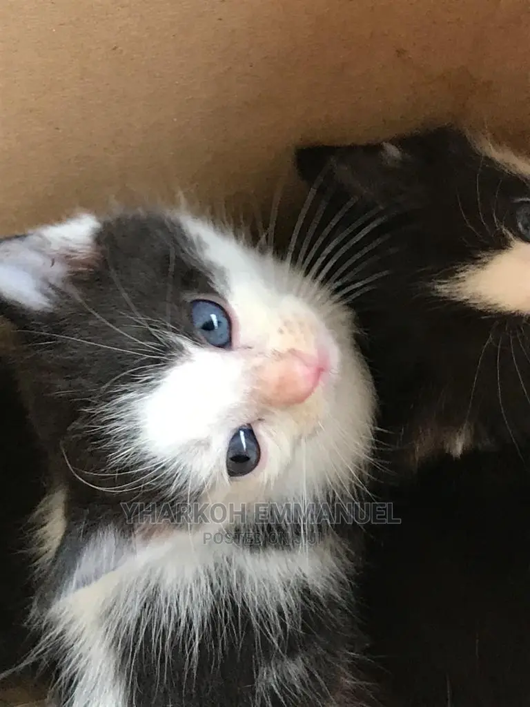 1-3 Months Male Mixed Breed American Shorthair