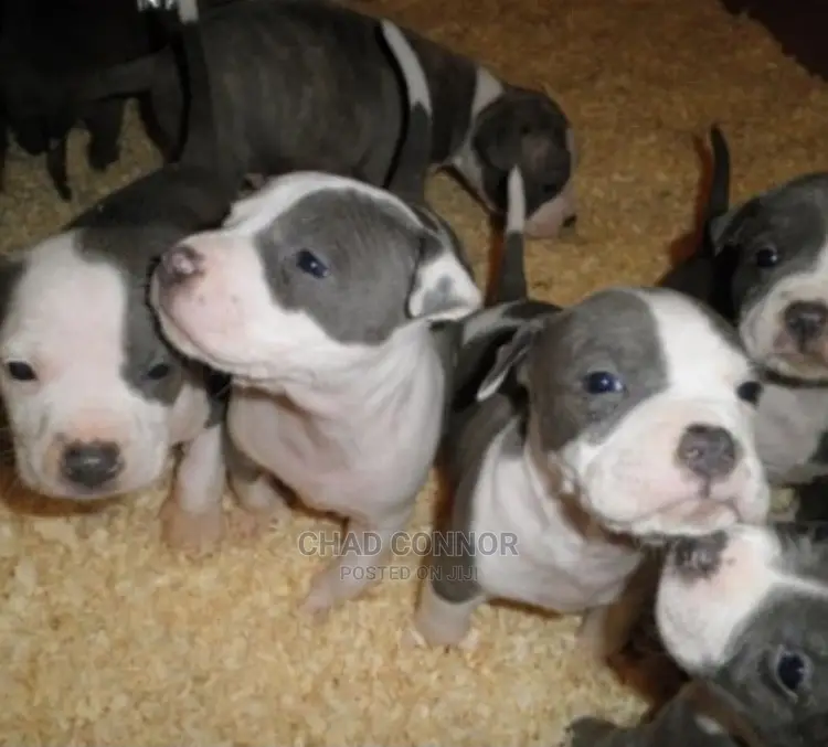 1-3 months Male Purebred American Pit Bull Terrier
