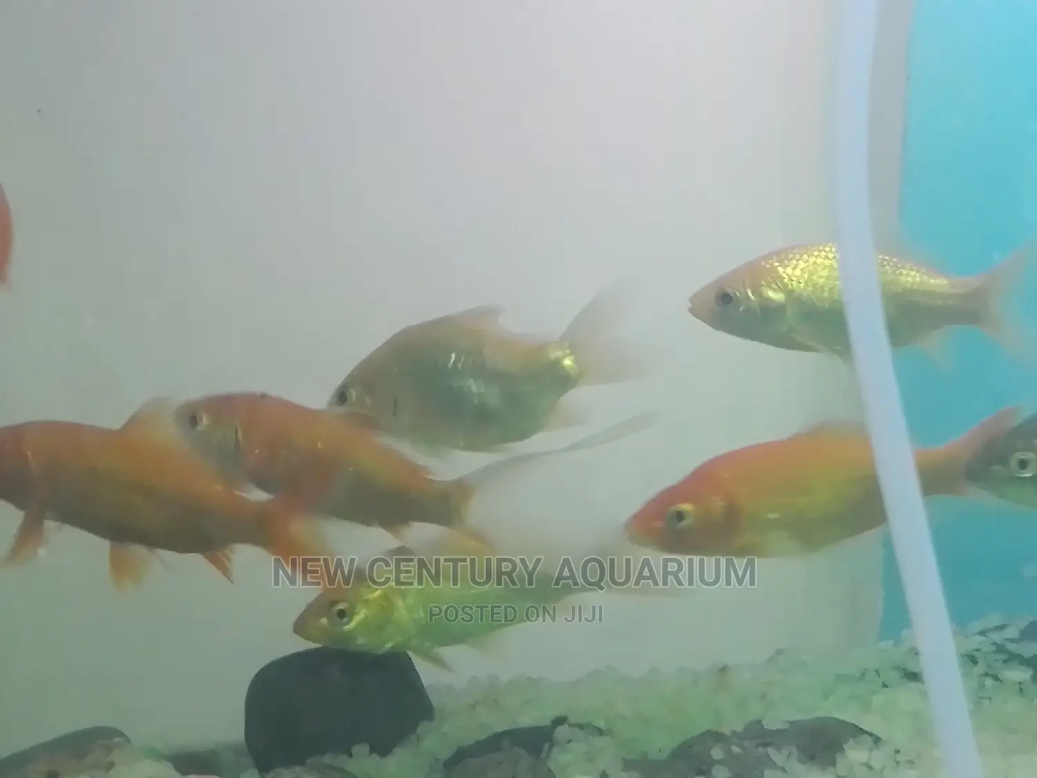 Gold Fish and Koi