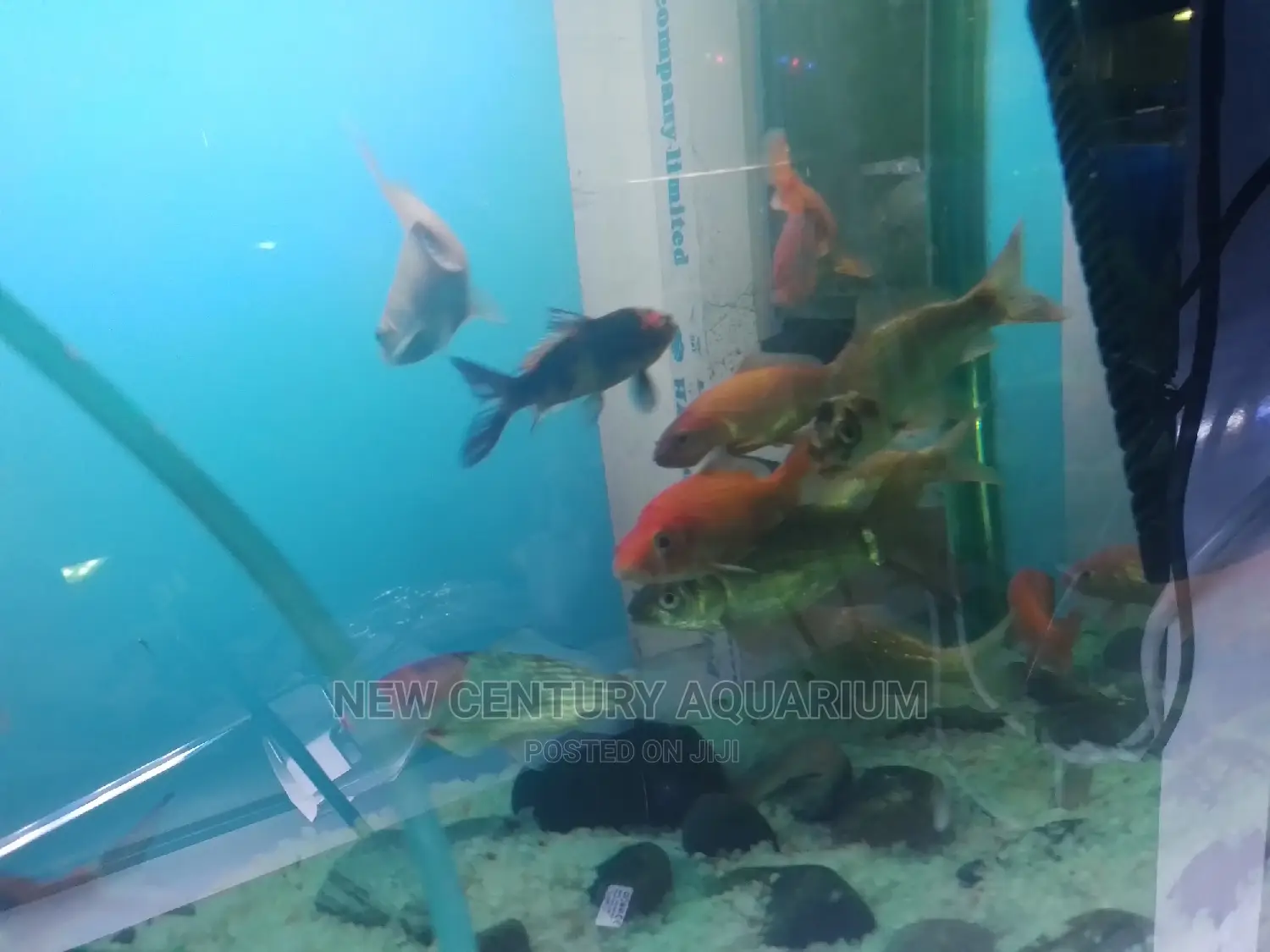Gold Fish and Koi in East Legon Fish, New Century Aquarium