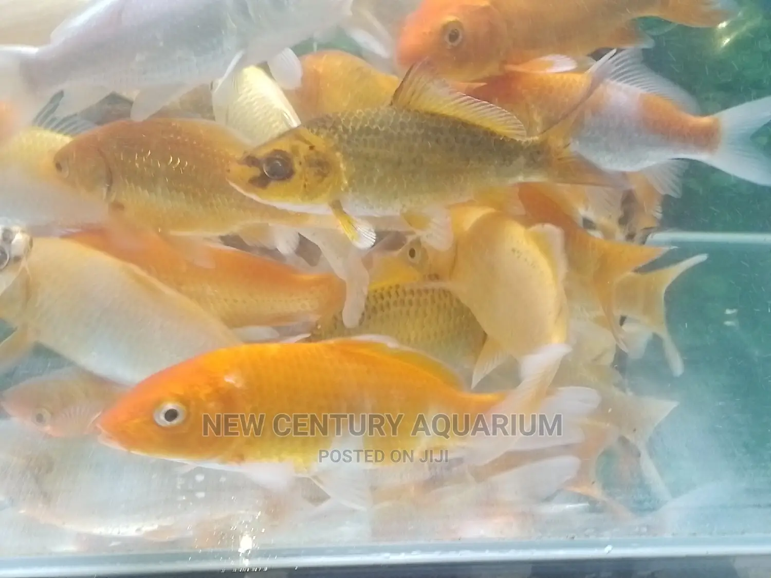 Koi Fishes