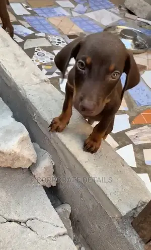 1-3 months Male Purebred Doberman Pinscher