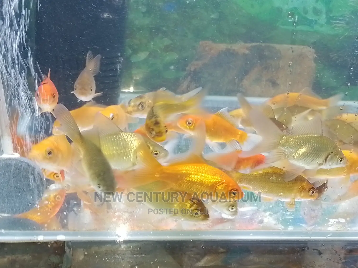 70 Cedis Gold Fish and Koi