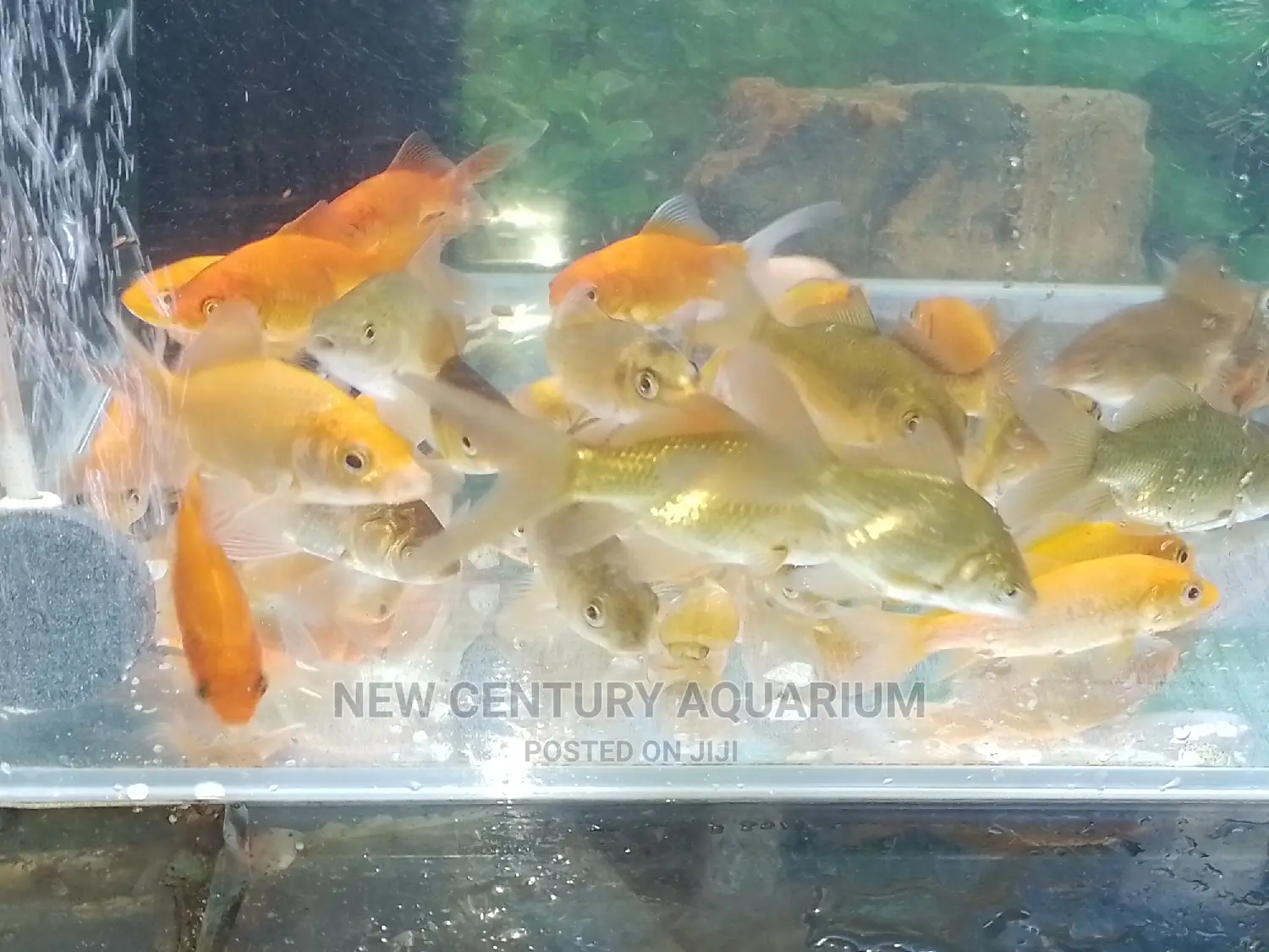 70 Cedis Gold Fish and Koi