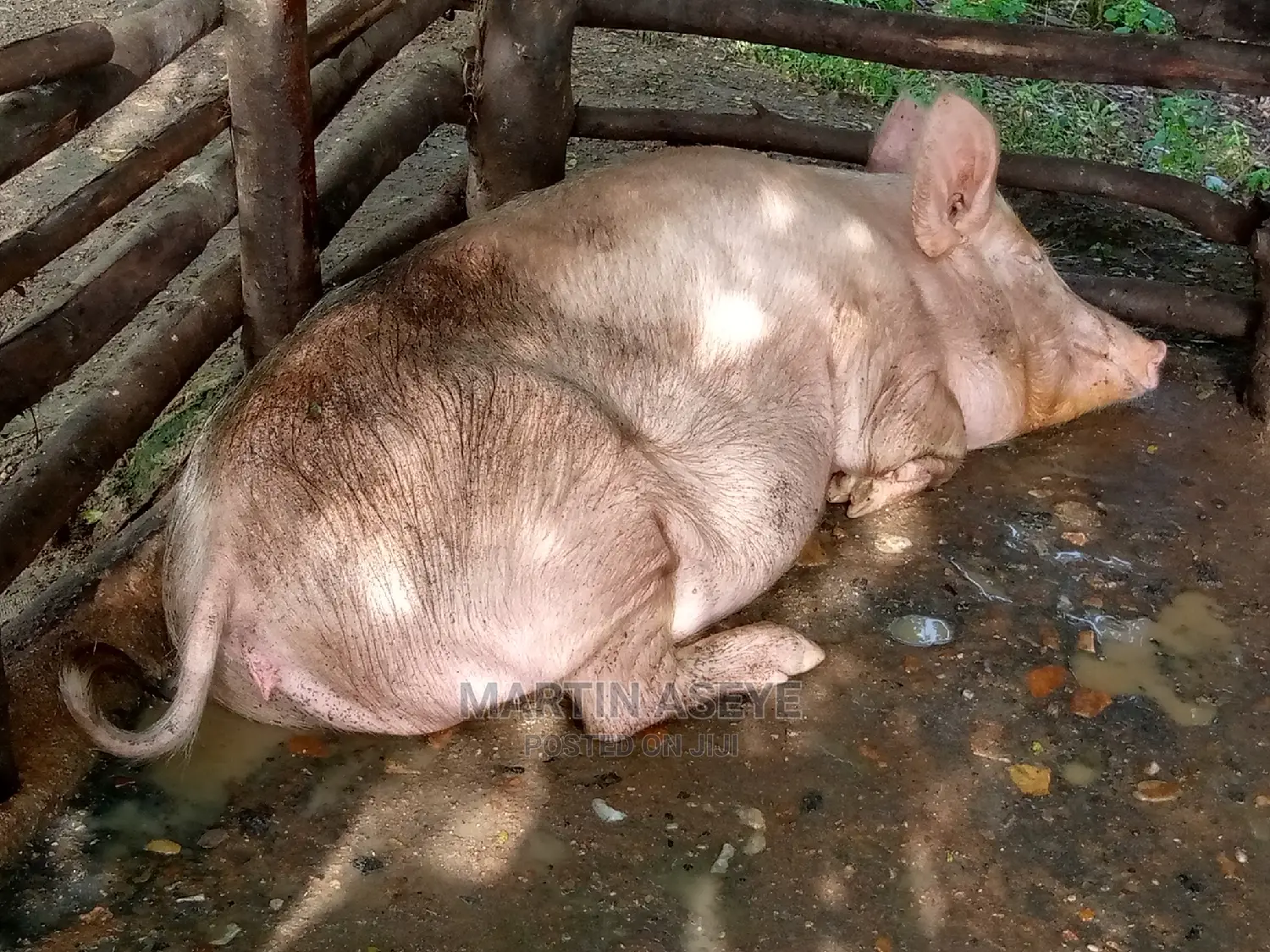 Pigs and Piglets for Sale