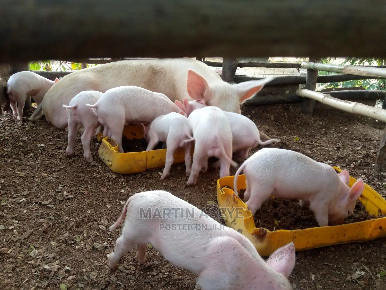 Pigs and Piglets for Sale