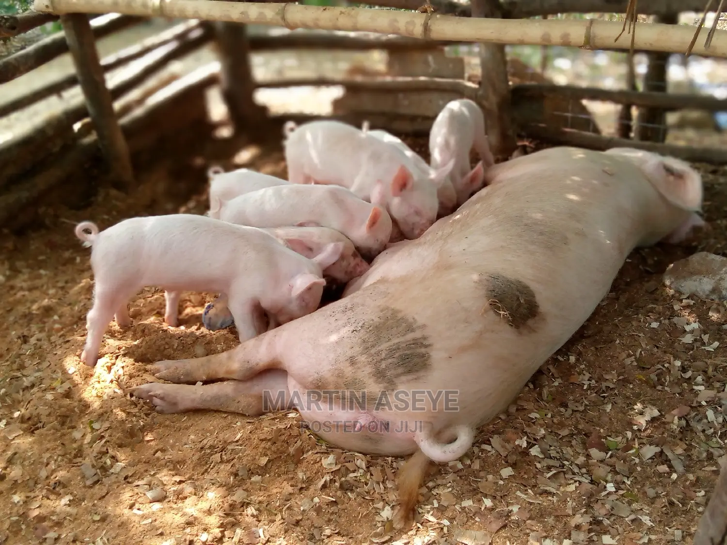 Pigs and Piglets for Sale