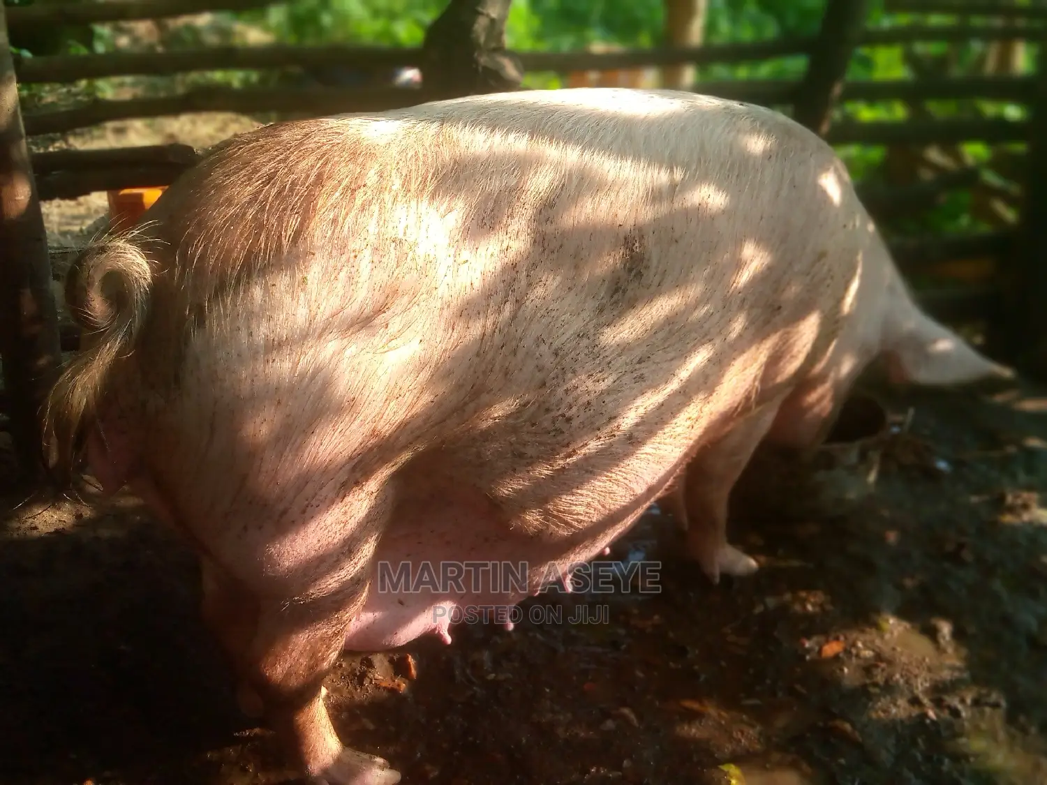 Pigs and Piglets for Sale