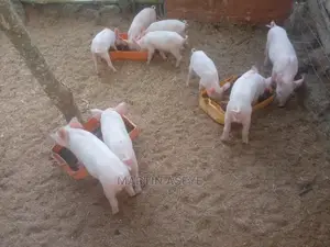Pigs and Piglets for Sale