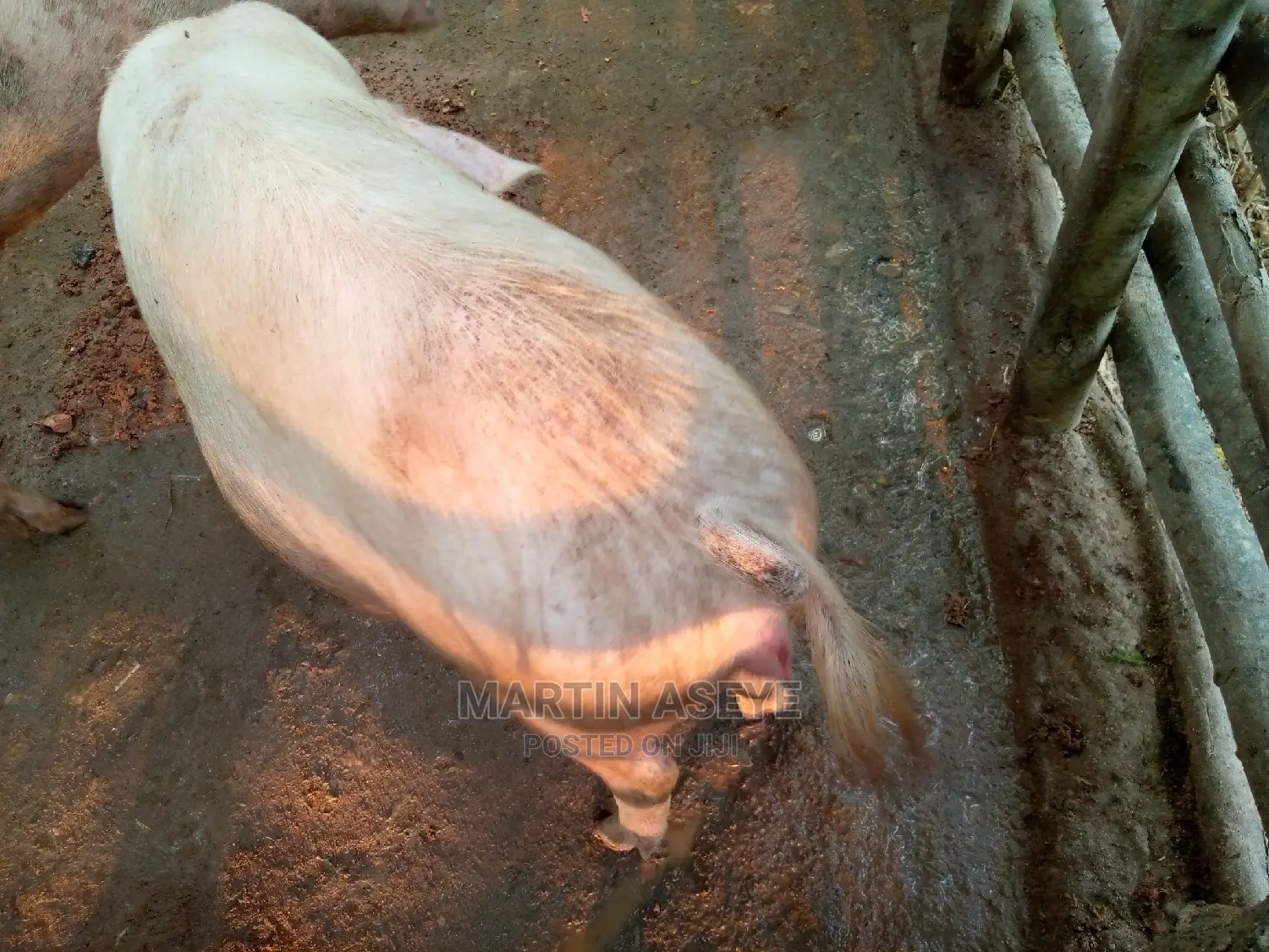 Pigs and Piglets for Sale
