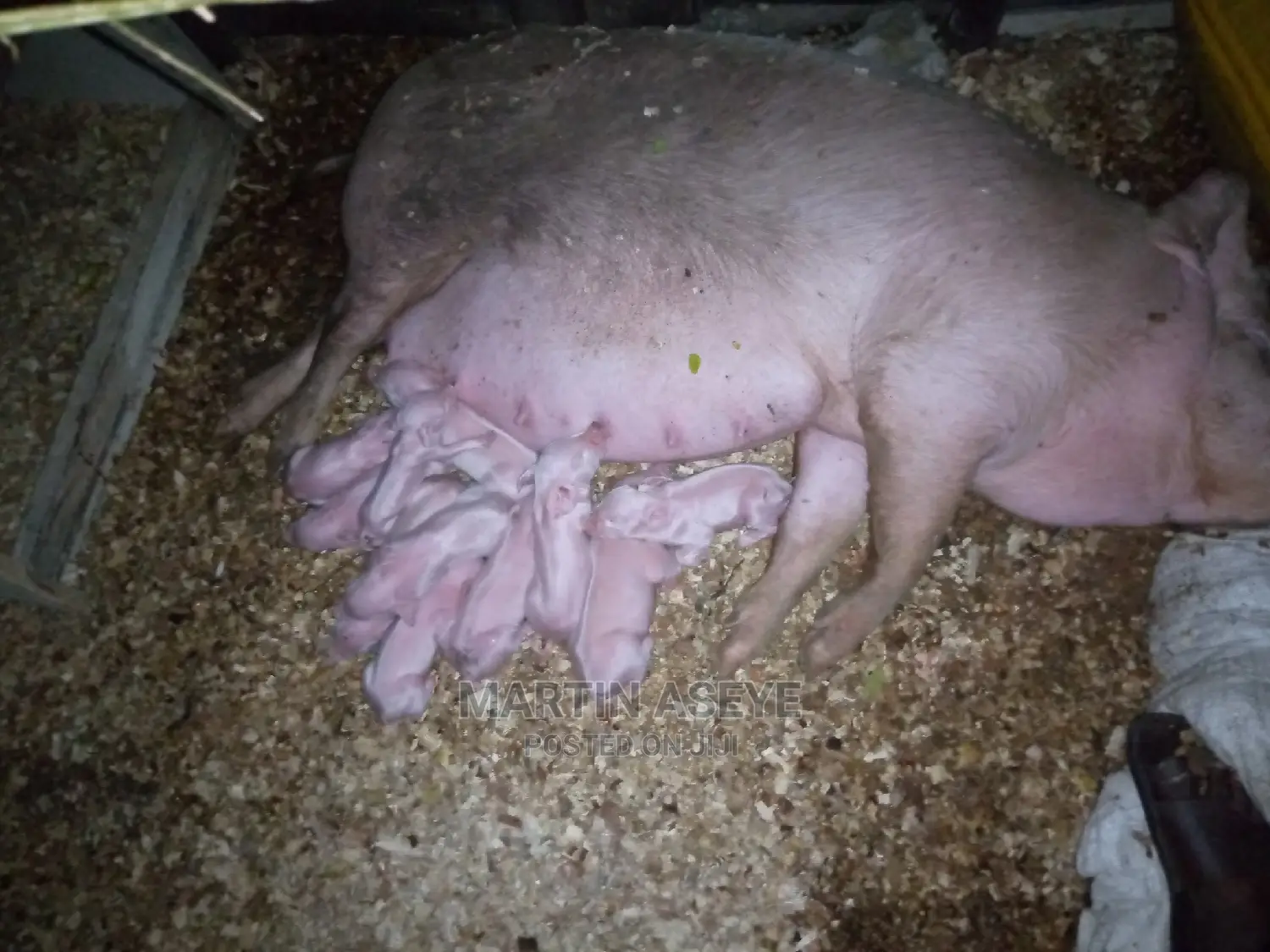 Pigs and Piglets for Sale