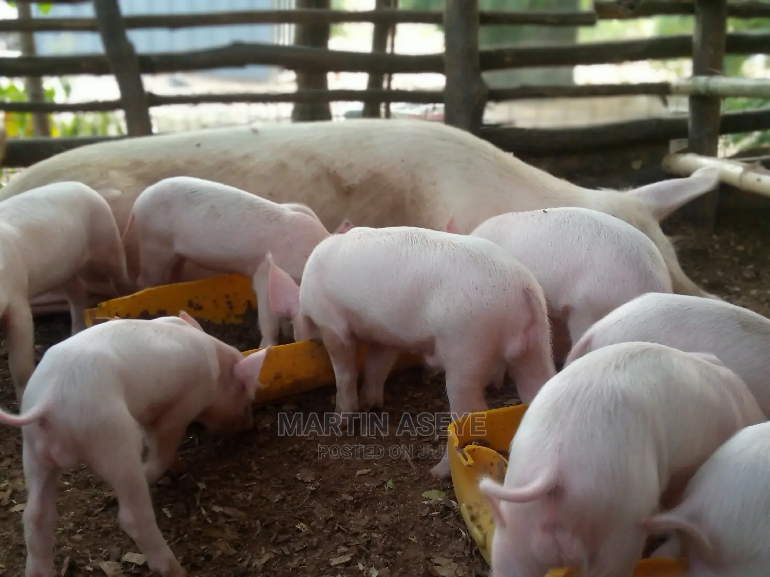 Pigs and Piglets for Sale