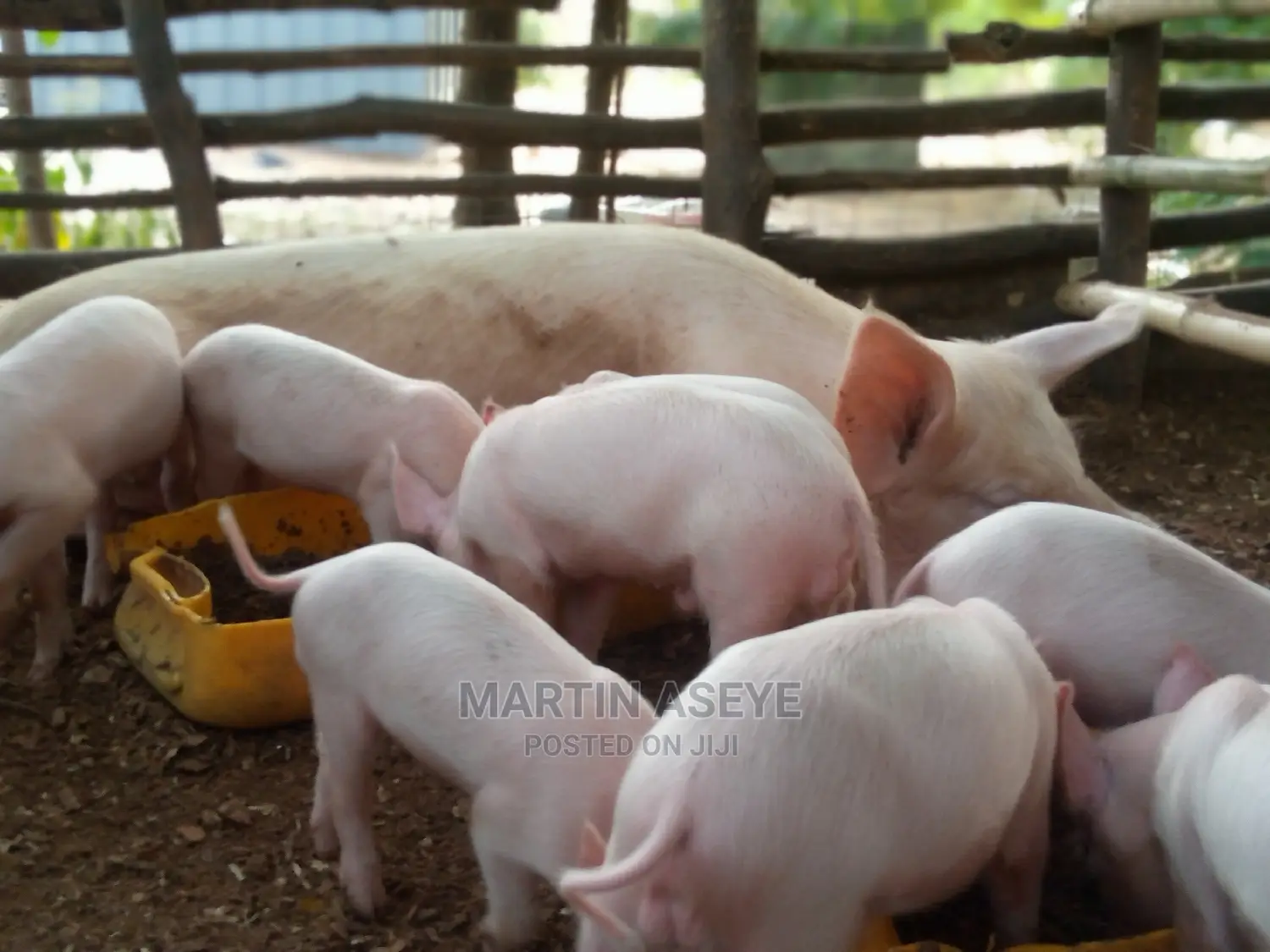 Pigs and Piglets for Sale