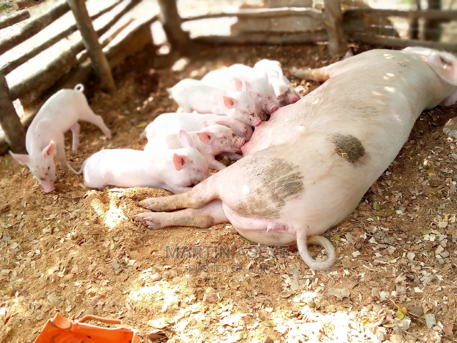 Pigs and Piglets for Sale
