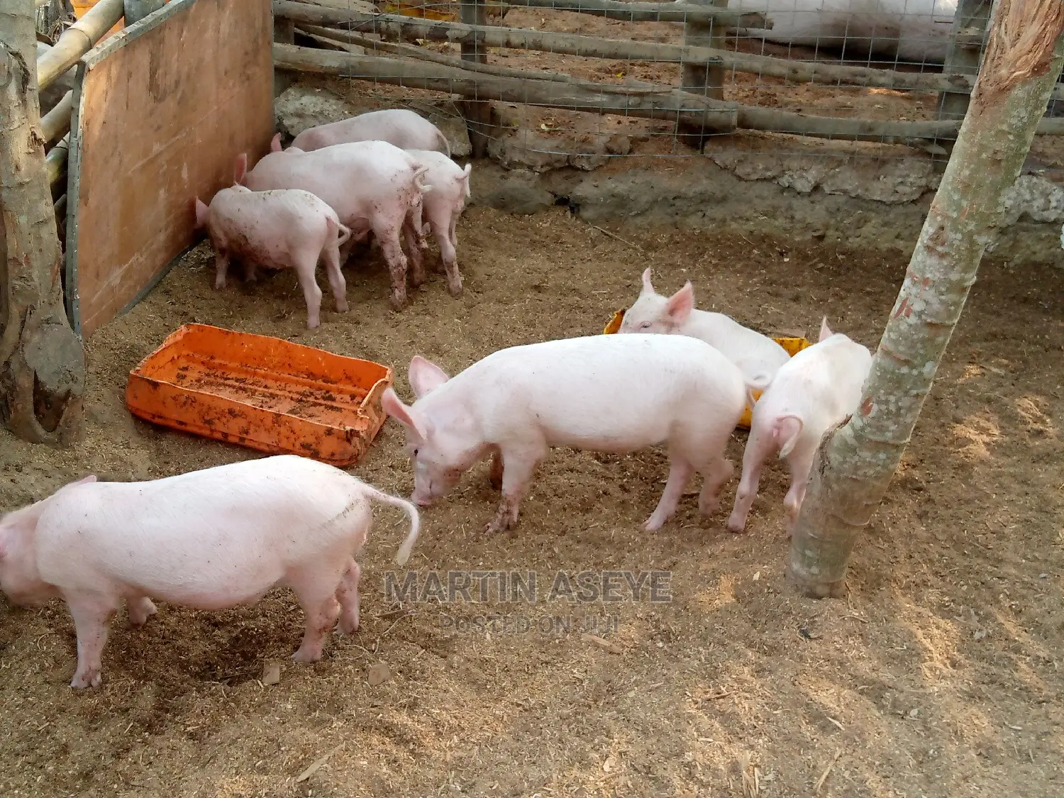 Pigs and Piglets for Sale