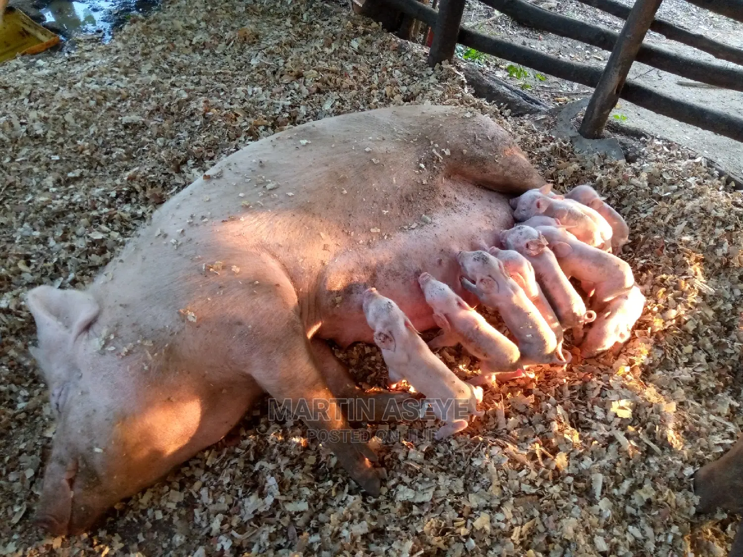 Pigs and Piglets for Sale