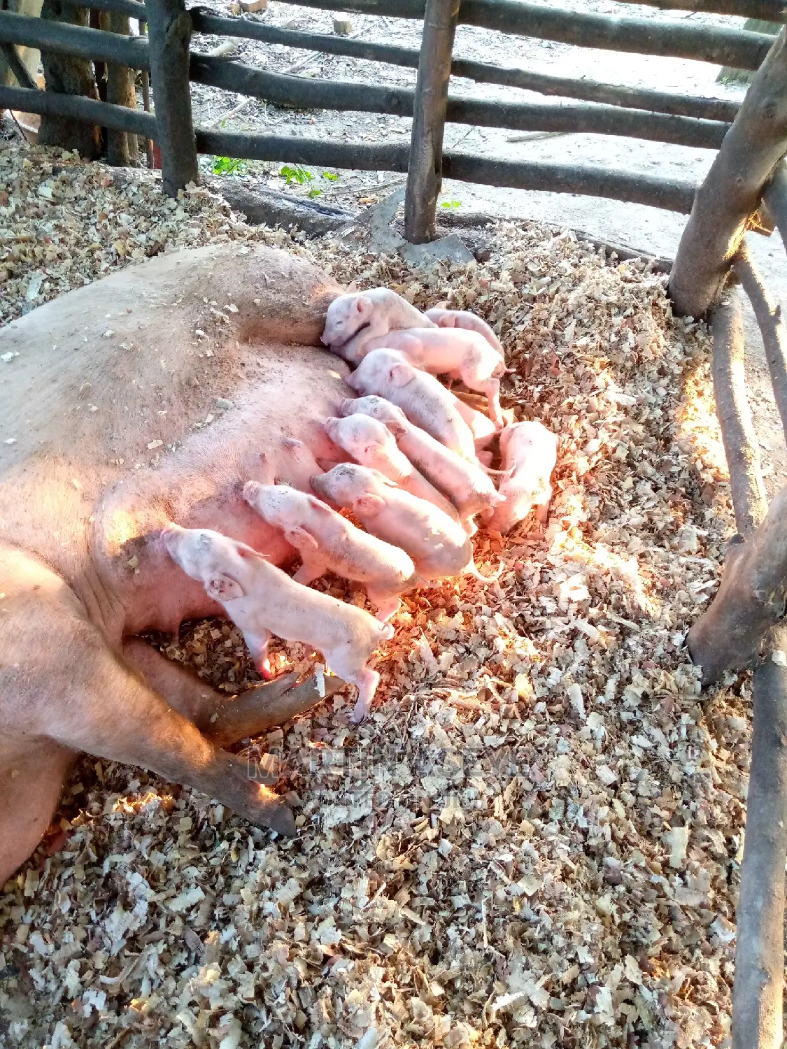 Pigs and Piglets for Sale