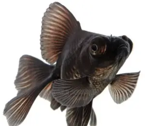 Blackmoor Fish