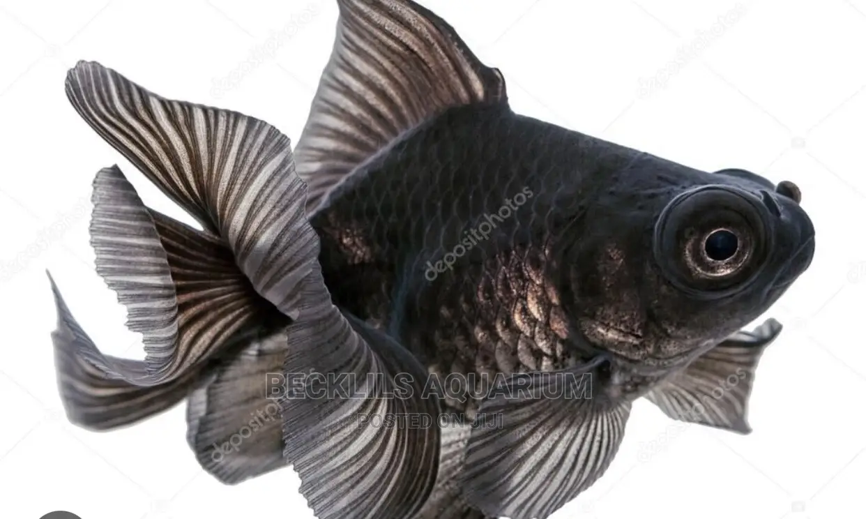 Blackmoor Fish