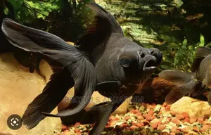 Blackmoor Fish