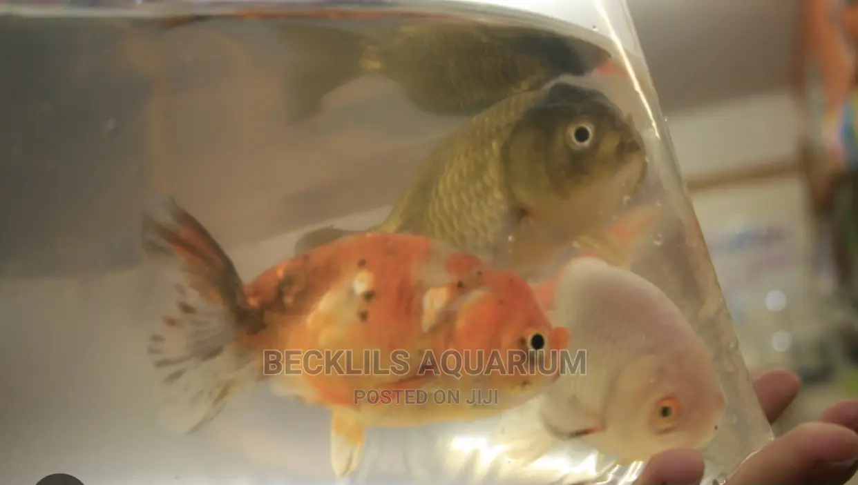 Oranda Gold Fishes