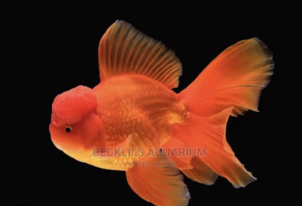 Oranda Gold Fishes