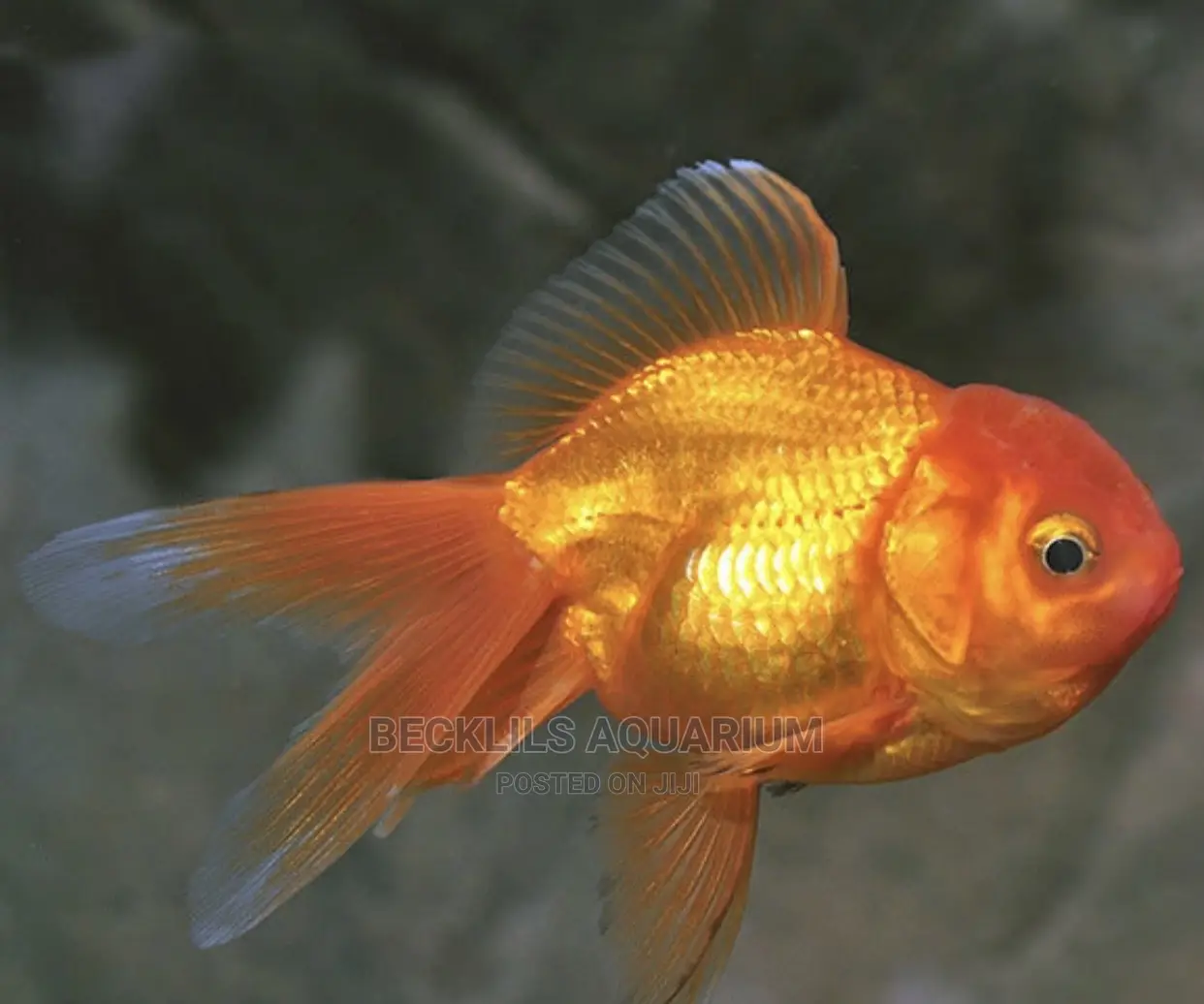Oranda Gold Fishes
