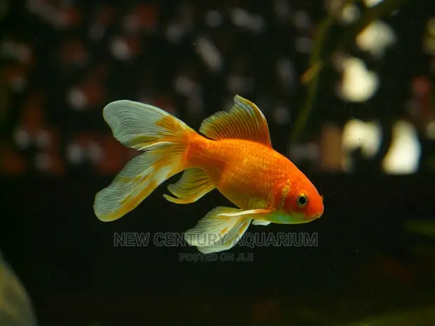 Fancy fish best sale aquarium enterprise