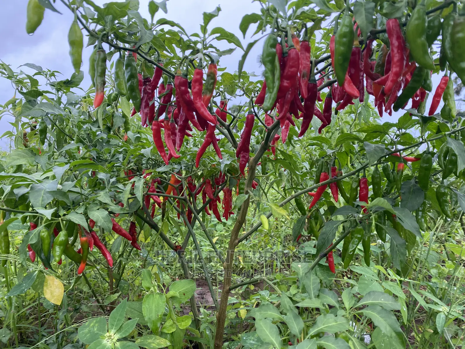 Long Chilli Pepper