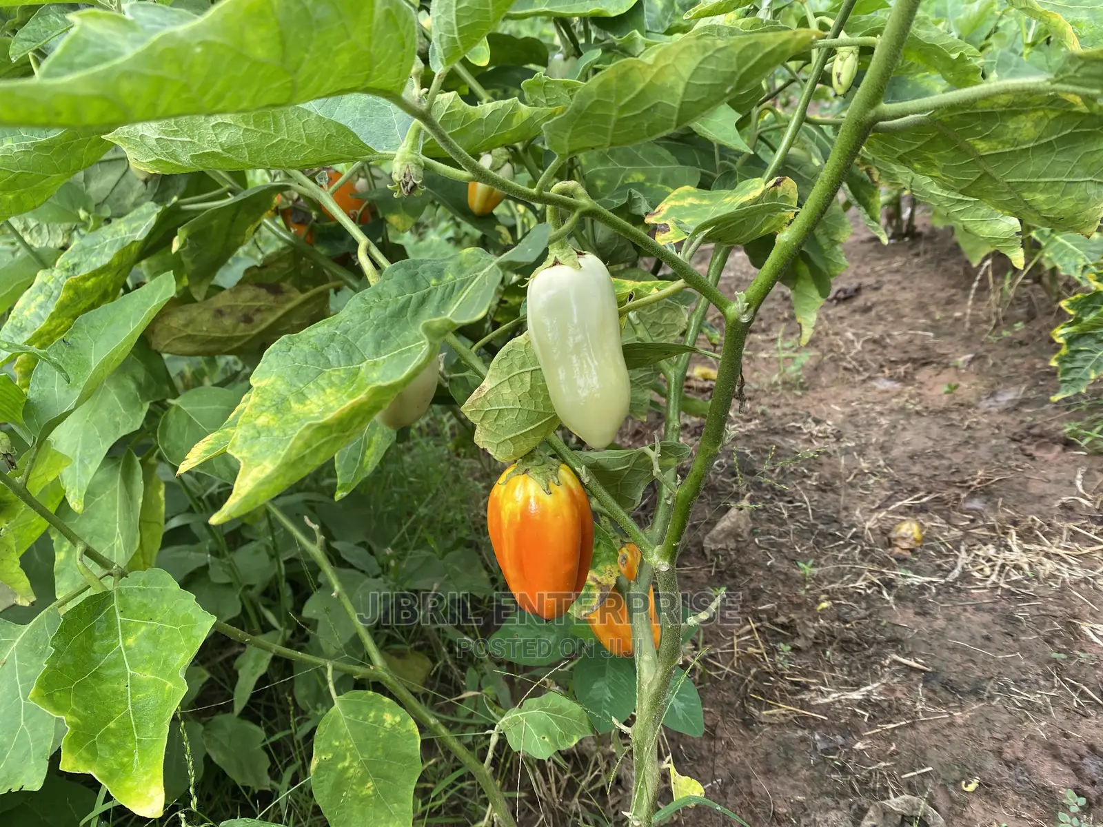 West African Eggplant