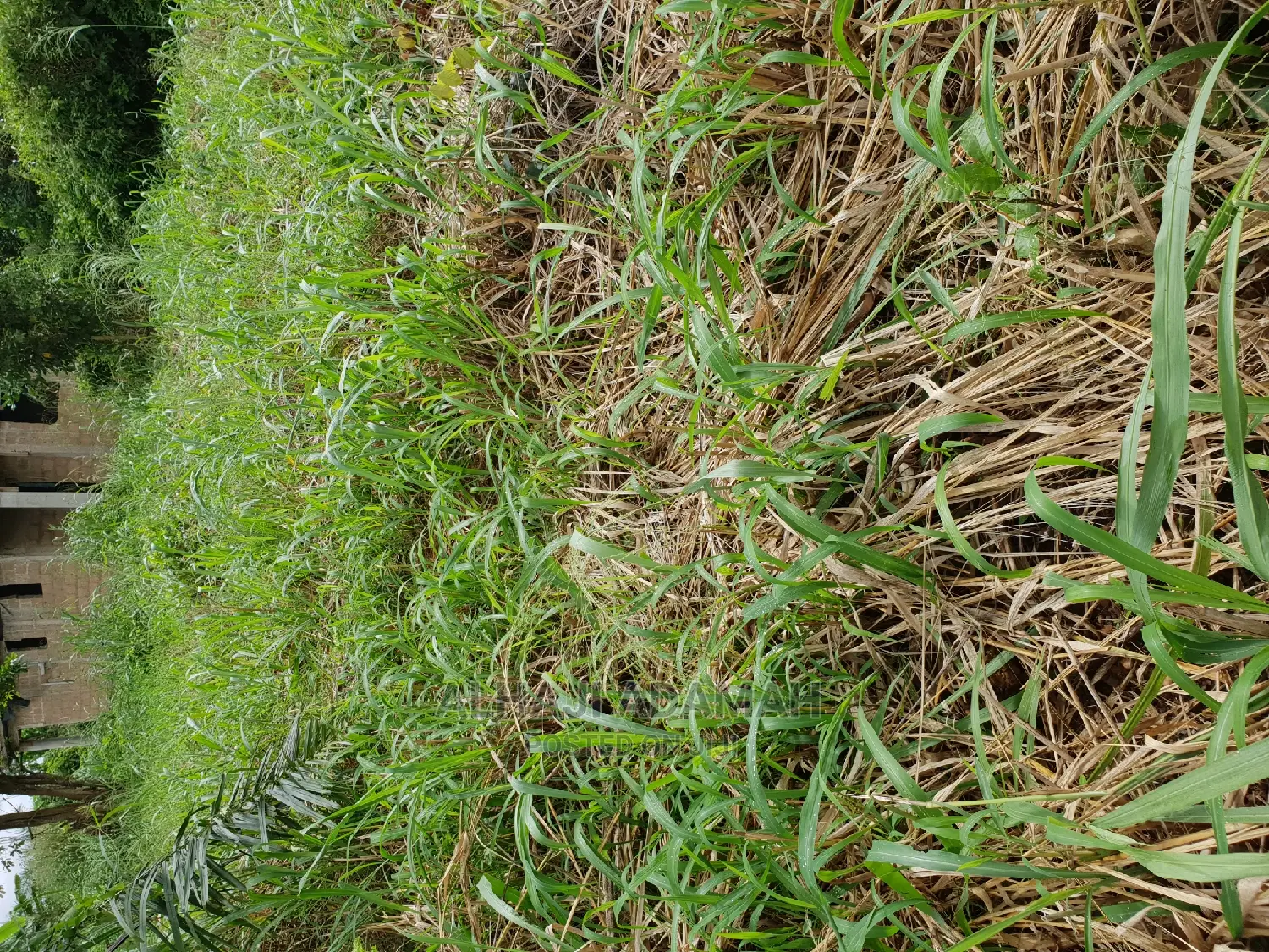 Two Plots of Land at Santasi Darko
