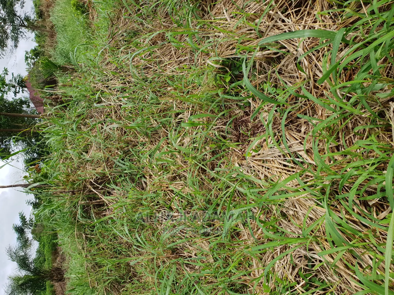Two Plots of Land at Santasi Darko