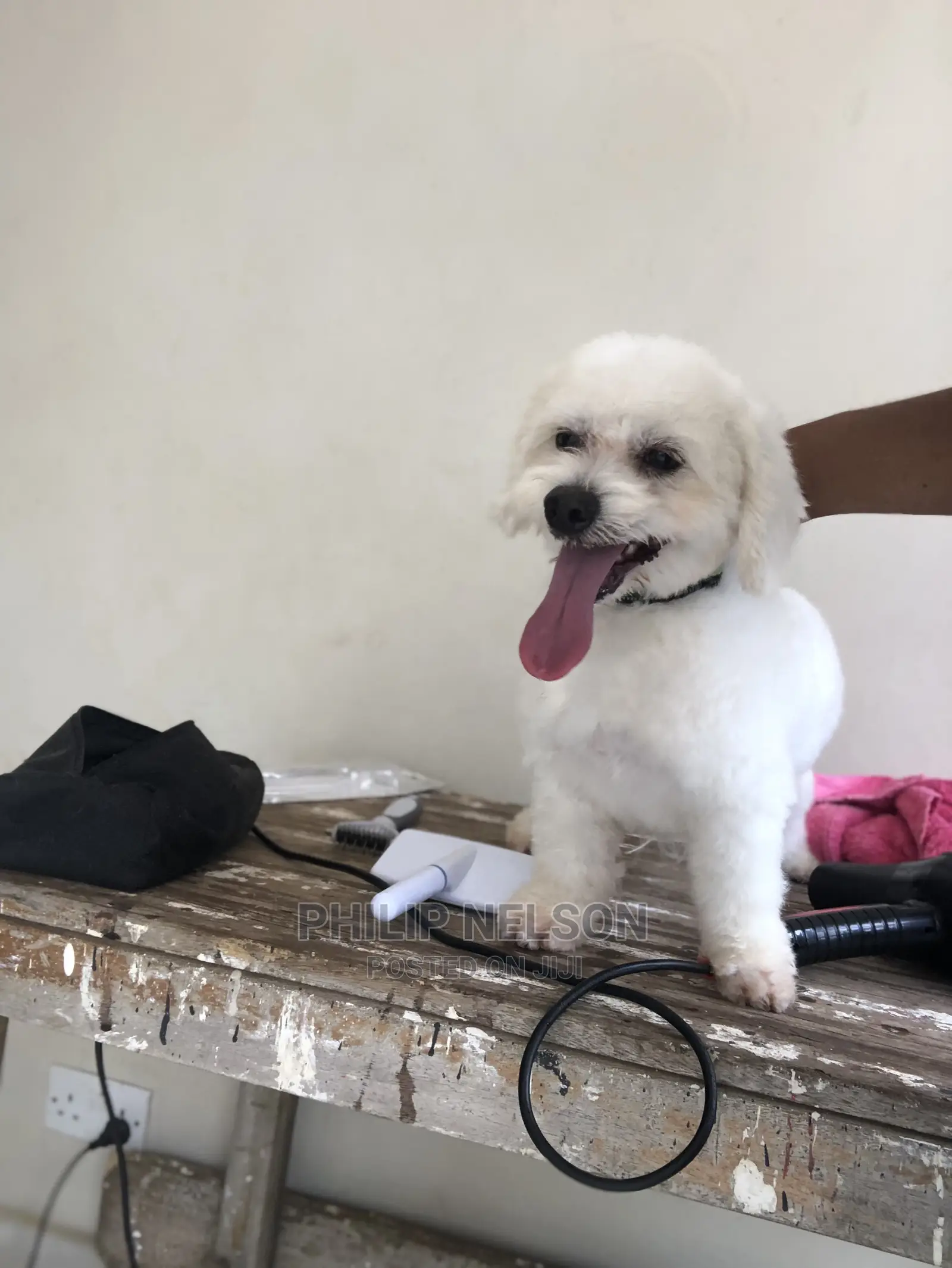 Grooming Services