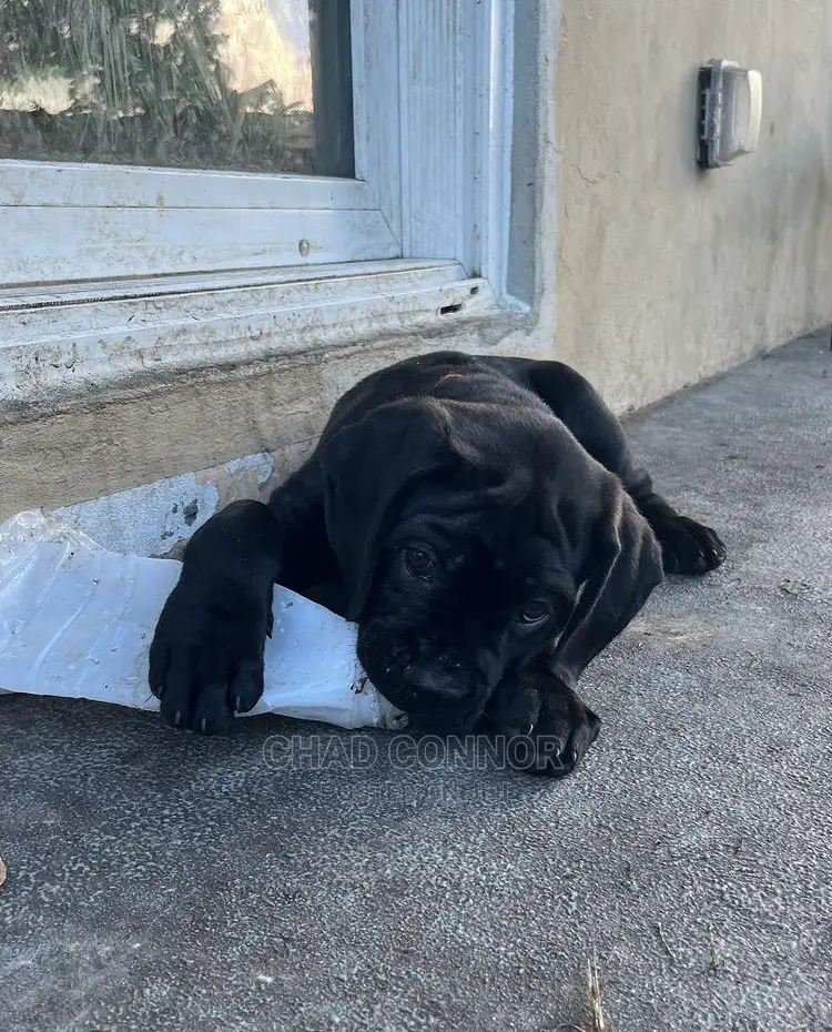 1-3 months Male Purebred Cane Corso