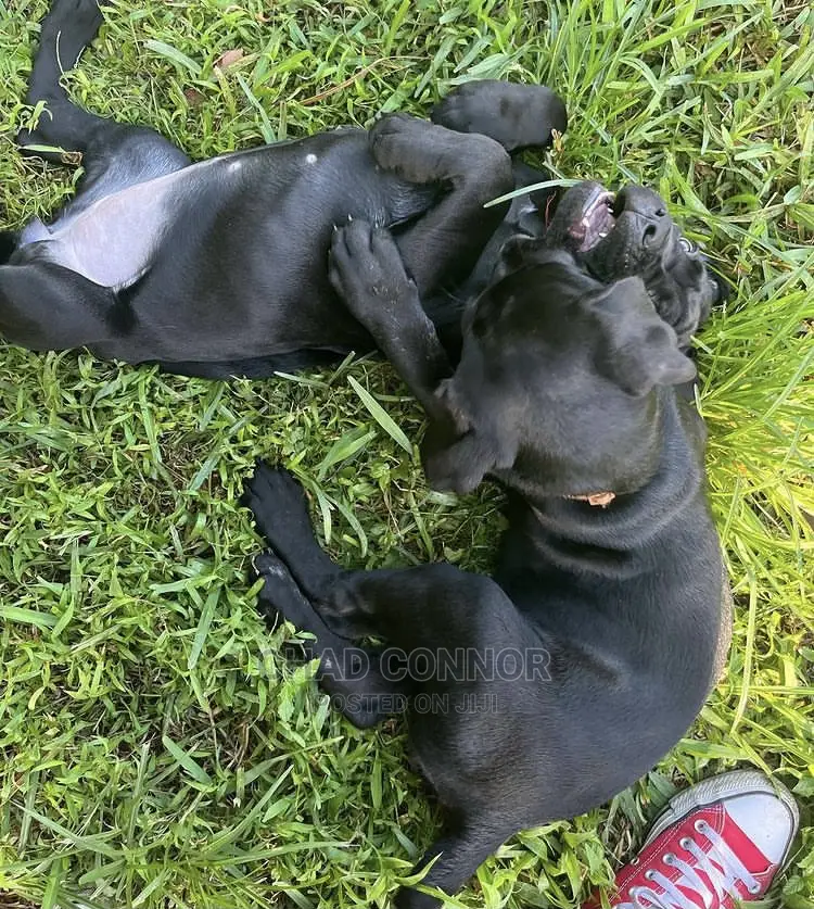 1-3 months Male Purebred Cane Corso