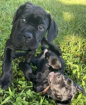1-3 months Male Purebred Cane Corso