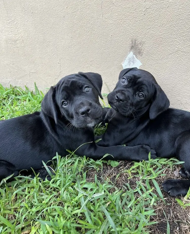 1-3 months Male Purebred Cane Corso