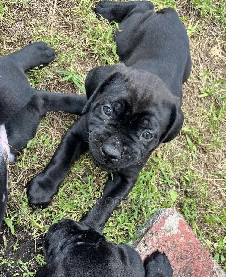 1-3 months Male Purebred Cane Corso