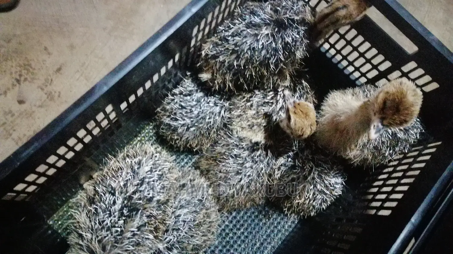 Dayold Imported Ostrichs for Sale