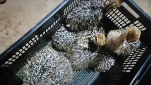 Dayold Imported Ostrichs for Sale