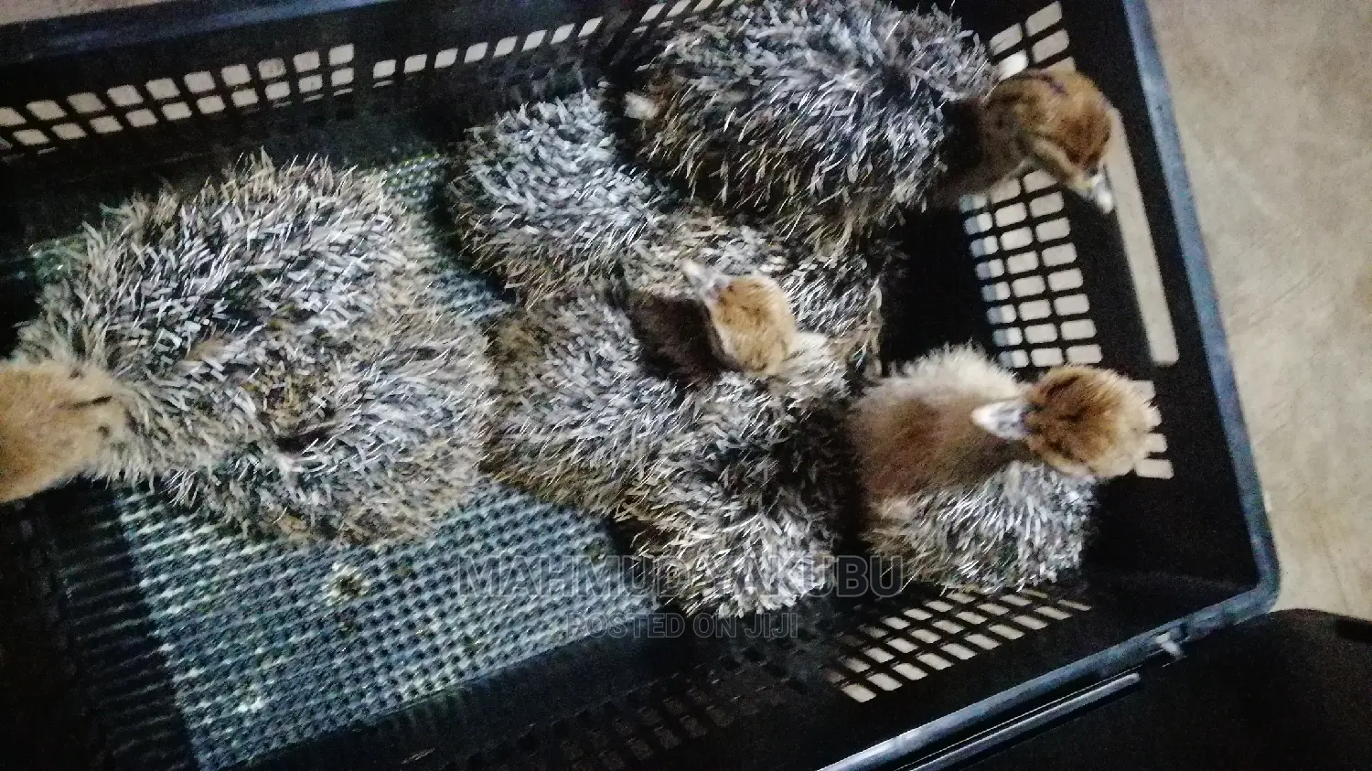 Dayold Imported Ostrichs for Sale
