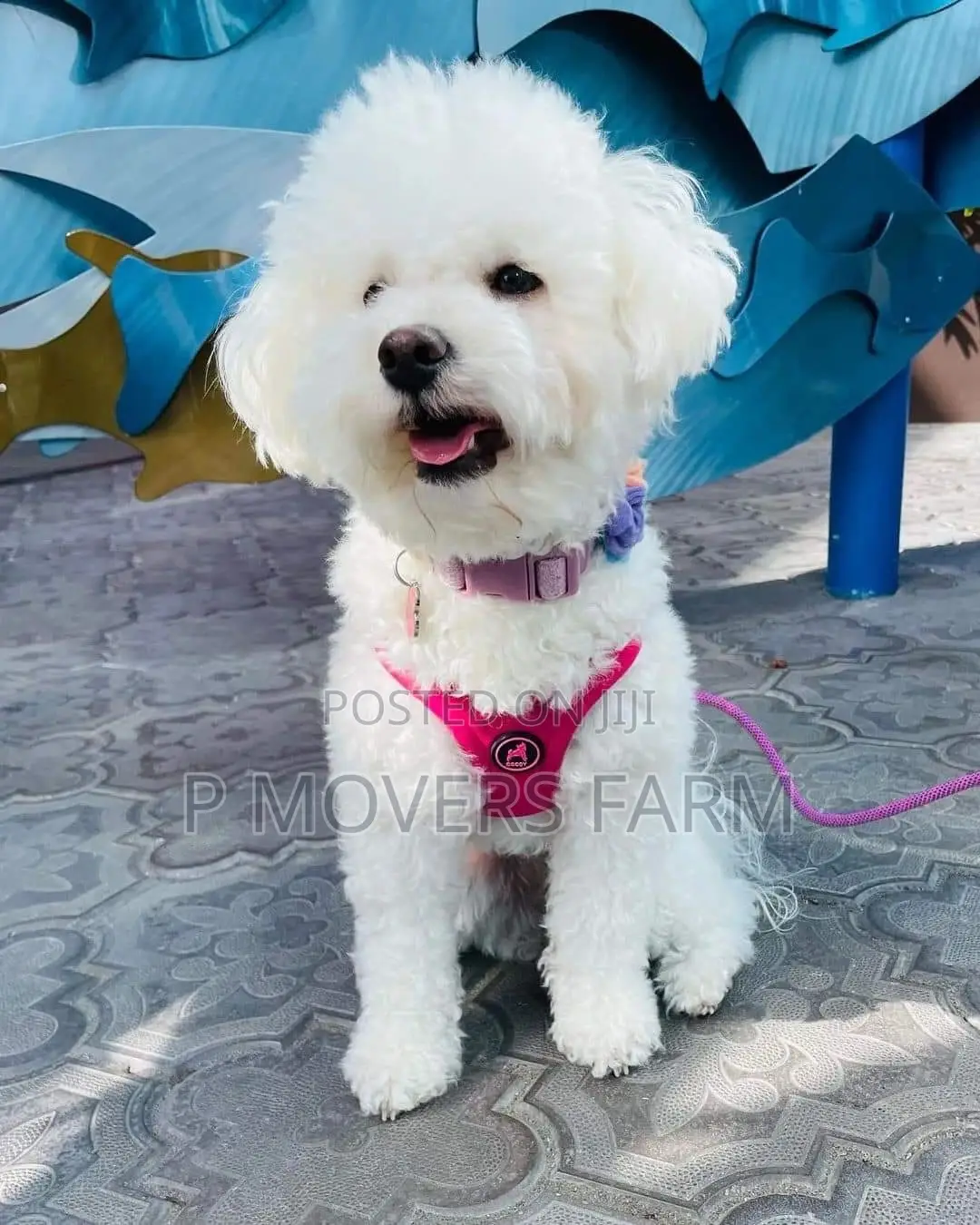1-3 months Female Purebred Poodle