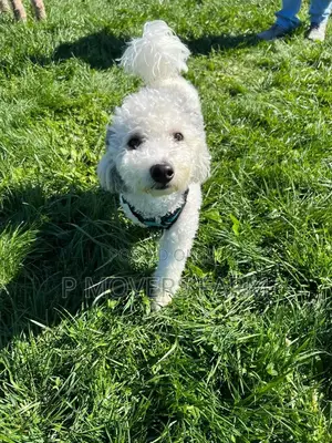 3-6 months Female Purebred Poodle