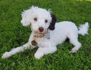 1-3 months Female Purebred Poodle