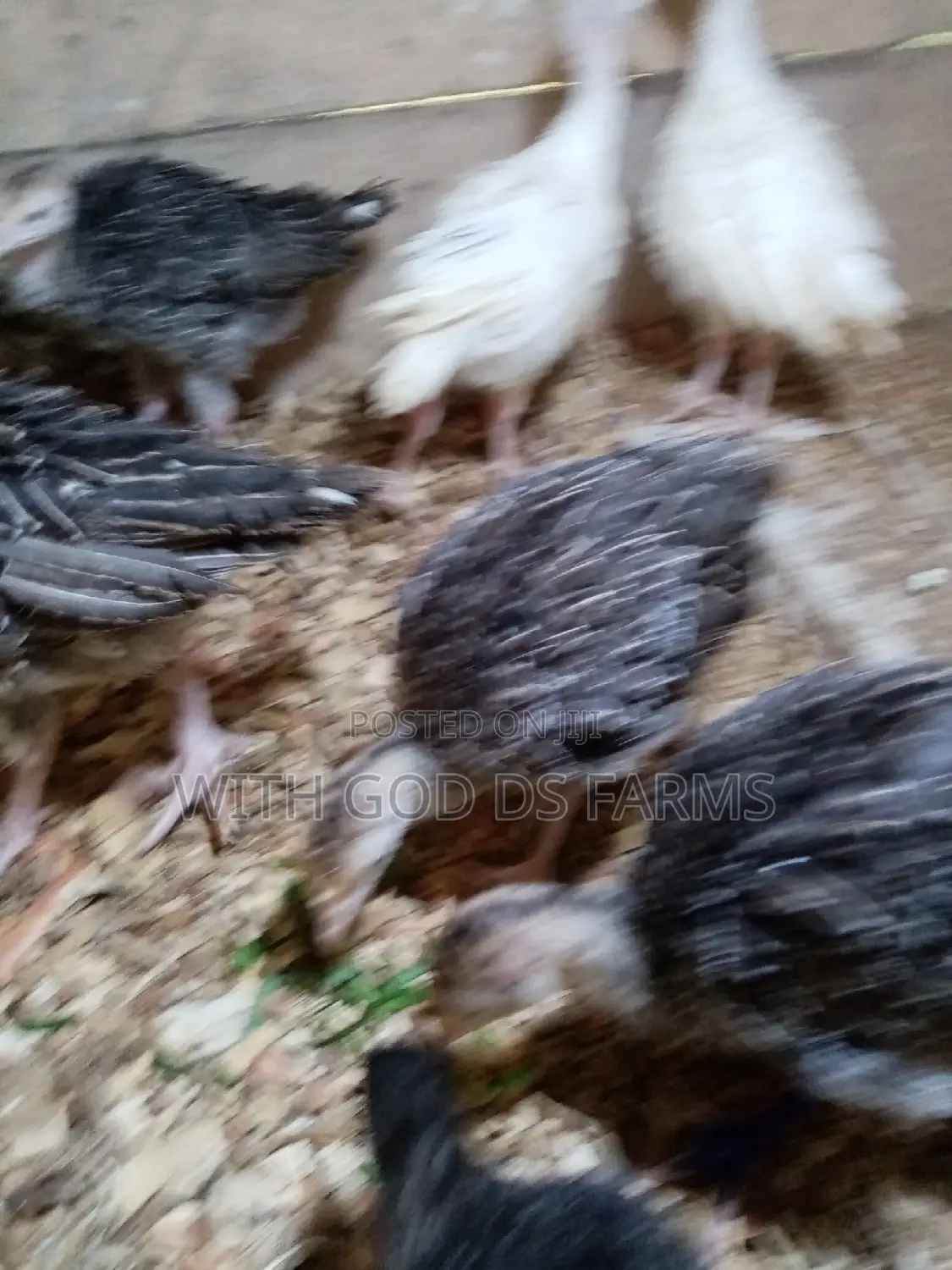 8 Week Or 2 Months Hybrid Turkey
