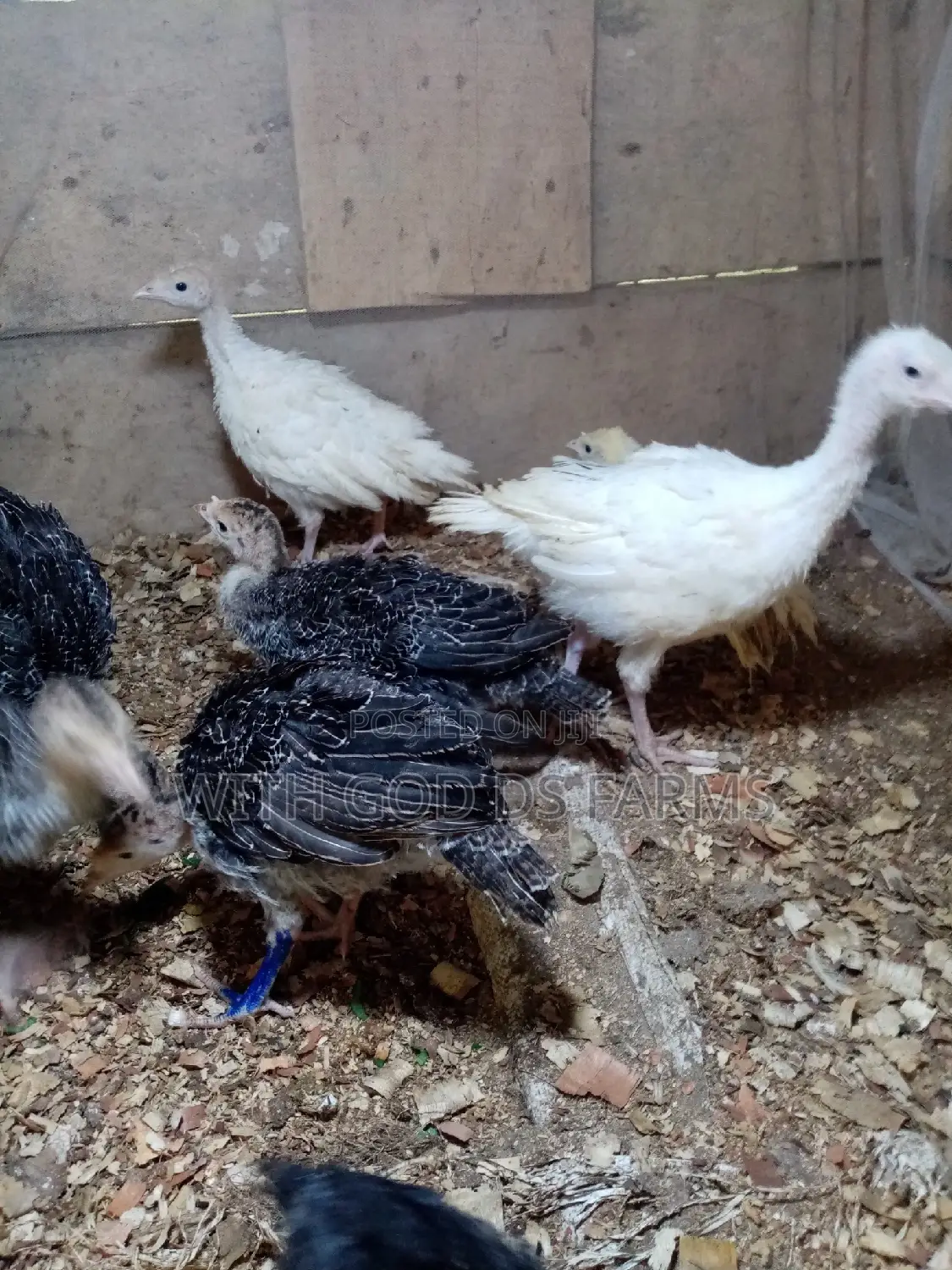 8 Week Or 2 Months Hybrid Turkey